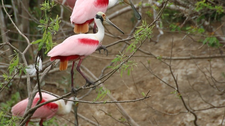 Spoonbill, Roseate (Texas) 5