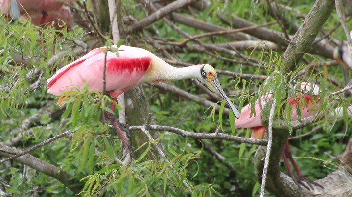 Spoonbill, Roseate (Texas) 6