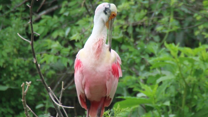 Spoonbill, Roseate (Texas) 7