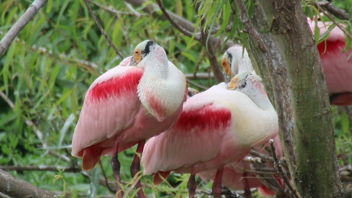 Spoonbill, Roseate (Texas) 8