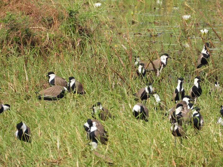 Spur-winged Lapwing - Vanellus spinosus