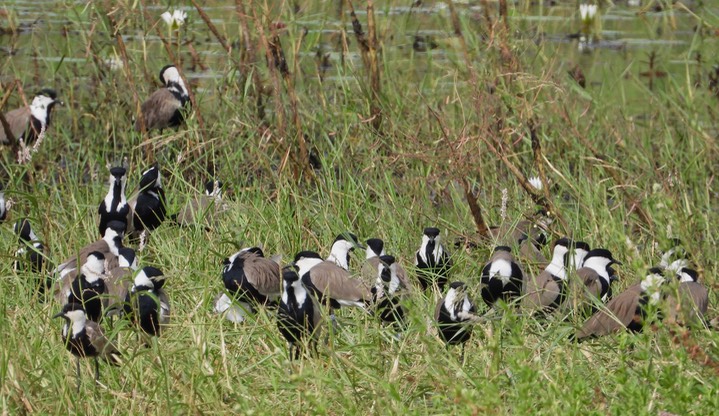 Spur-winged Lapwing - Vanellus spinosus 2