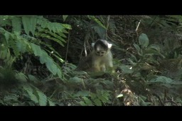 Squirrel-Monkey 3