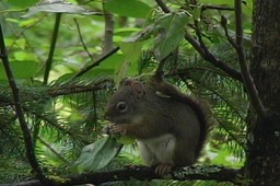 Squirrel, Red 2