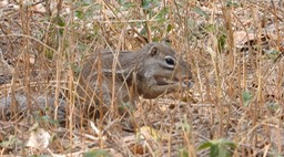 Squirrel, Striped Ground - Senegal 5