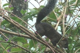 Squirrel, Variegated 31