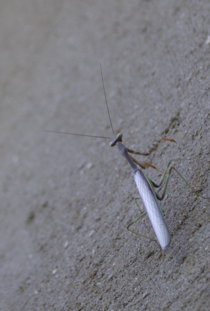 Stagmomantis limbata, Bordered Mantis male (1)