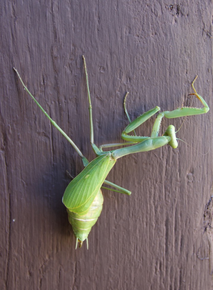 Stagmomantis limbata, Bordered Mantis Female (1)