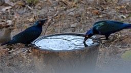 Starling, Bronze-tailed Glossy - Senegal 4