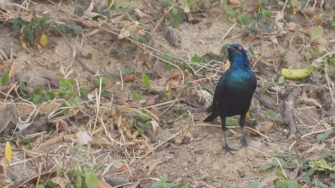 Starling, Bronze-tailed Glossy 4