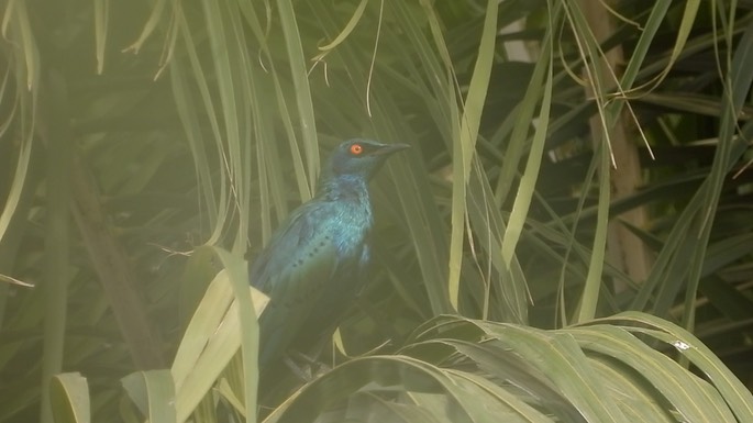 Starling, Bronze-tailed Glossy 1