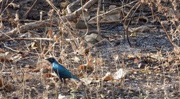 Starling, Lesser Blue-eared - Senegal