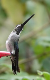 Starthroat, Long-billed - Heliomaster longirostris longirostris - Trinidad2