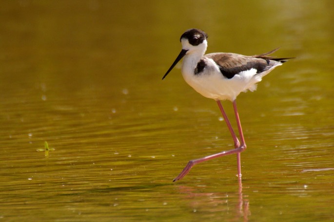 Stilt, Black-necked1