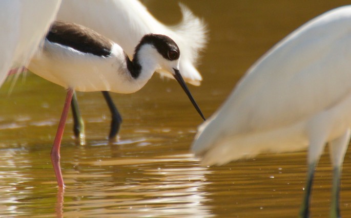 Stilt, Black-necked2