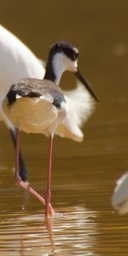 Stilt, Black-necked3