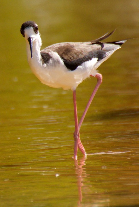 Stilt, Black-necked