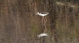 Stilt, Black-winged 1