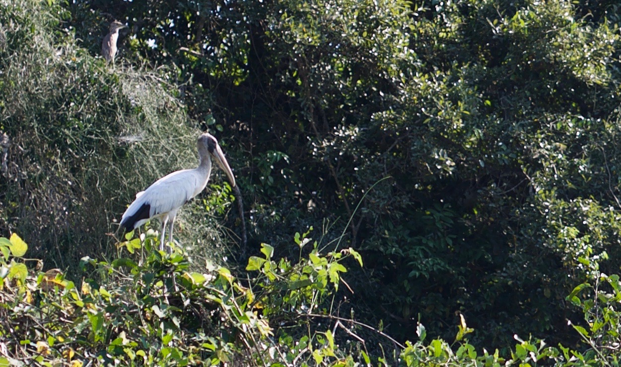 Stork, Wood10