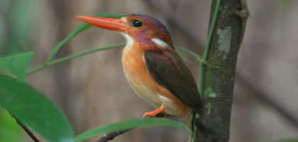 Sulawesi Kingfisher