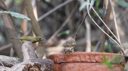 Sunbird, Green-headed 3