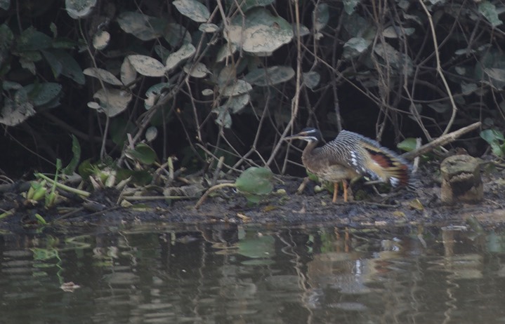 Sunbittern, Eurypyga helias2