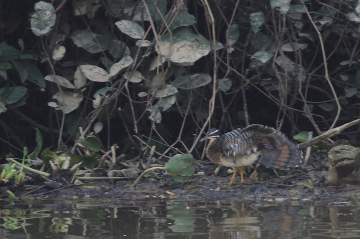 Sunbittern, Eurypyga helias3