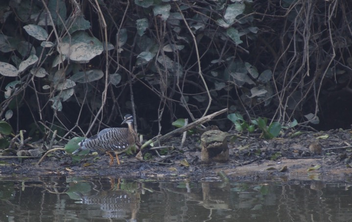 Sunbittern, Eurypyga helias4