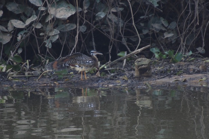 Sunbittern, Eurypyga helias5