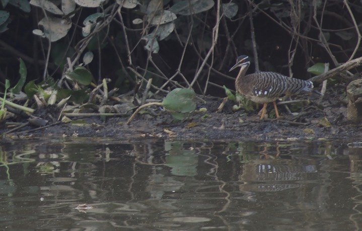 Sunbittern, Eurypyga helias 1