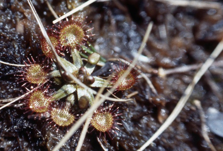 sundew645