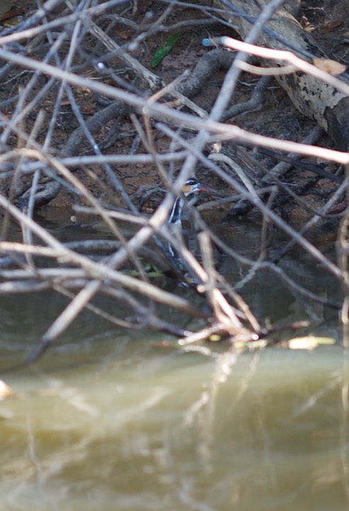 Sungrebe, Heliornis fulica