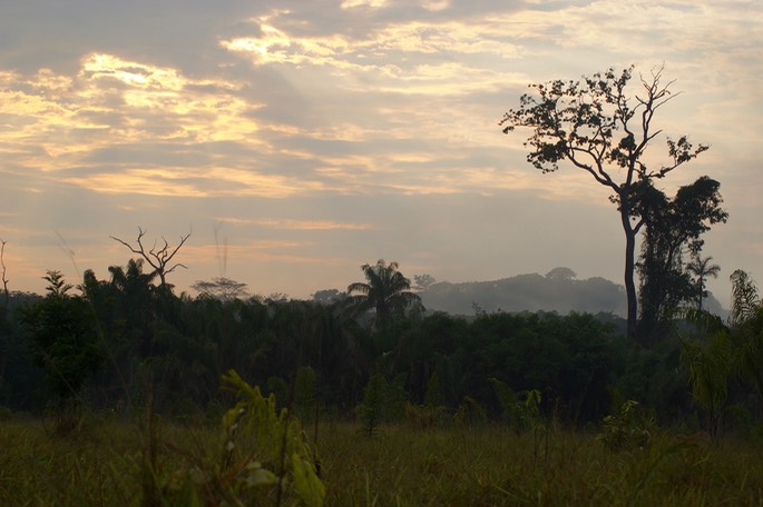 Sunset in the amazon