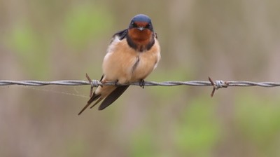 Swallow, Barn (Texas) 2