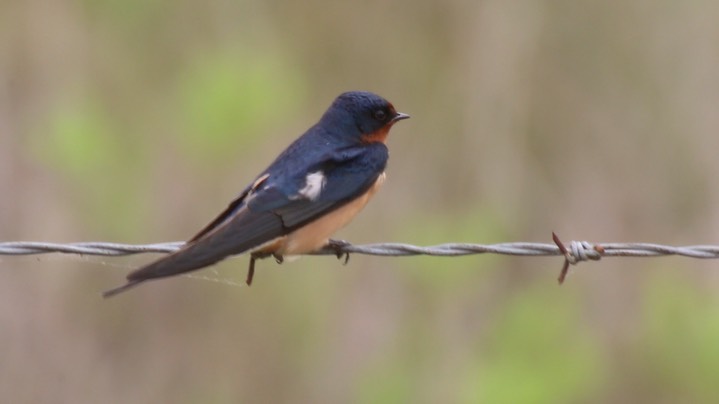 Swallow, Barn (Texas) 3