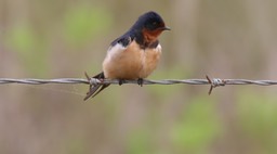 Swallow, Barn (Texas)