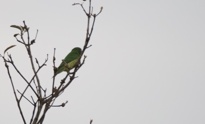 Swallow Tanager, Tersina viridis