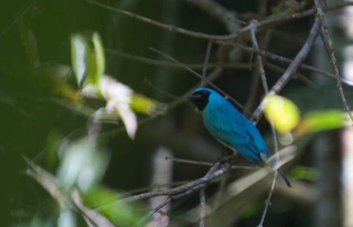 Swallow Tanager