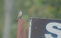 Swallow, White-winged 18-1