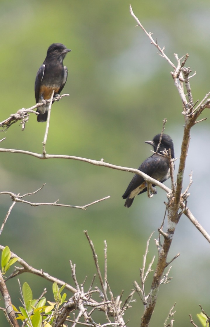 Swallow-winged Puffbird, Chelidoptera tenebrosa2