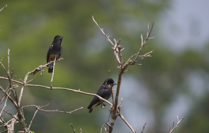 Swallow-winged Puffbird, Chelidoptera tenebrosa1