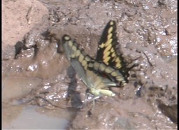 Swallowtail, Giant