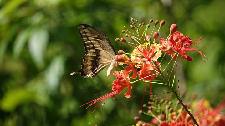 Swallowtail, Thoas 1