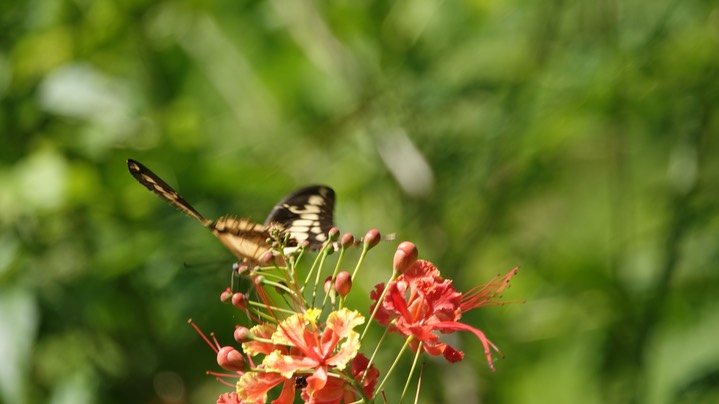 Swallowtail, Thoas 2