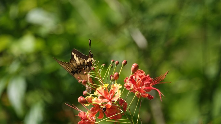 Swallowtail, Thoas 3