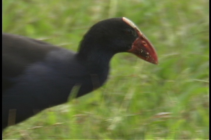 Swamphen, Purple 1