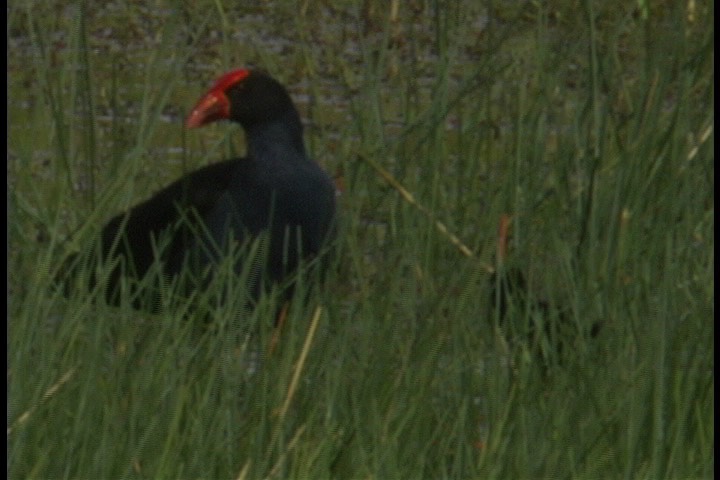 Swamphen, Purple 1