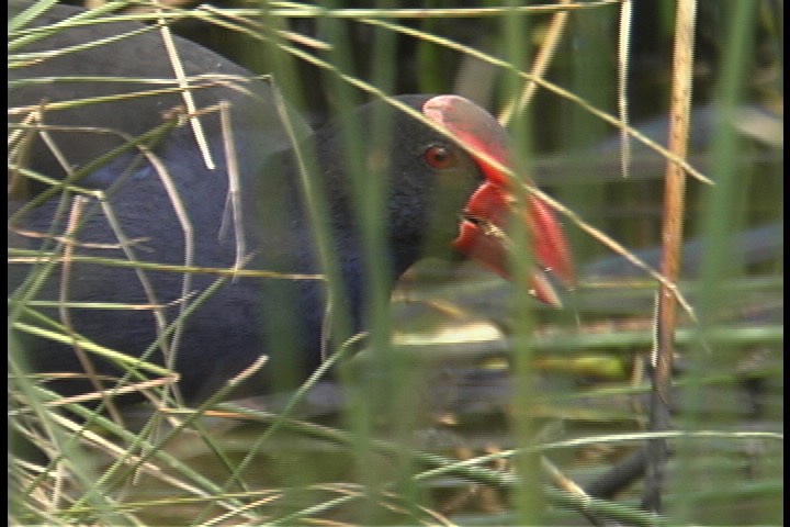 Swamphen, Purple 2