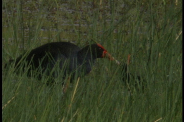 Swamphen, Purple 2