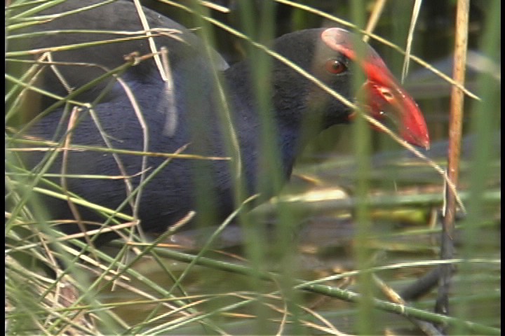 Swamphen, Purple 3